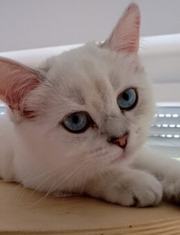 BKH Kitten sofort abgabebereit - Heilbronn