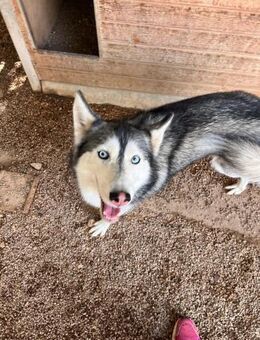Andaloya eine sanfte ruhige Husky Hündin - Lübeck