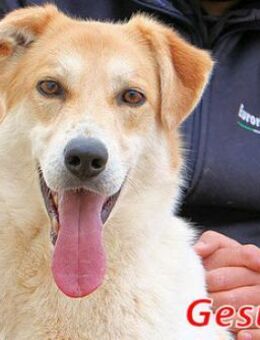 GESUS - sehr sozial und lieb - Regensburg