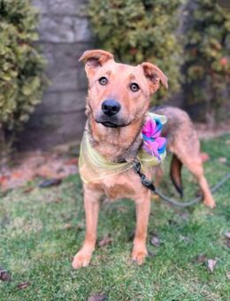 Ellie sucht ihr liebevolles Zuhause - Finning