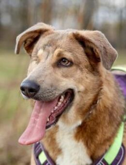 Saida, aktiv und verspielt trotz Handica - Süderholz