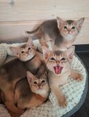 Abessinier Kitten in blue in 89150