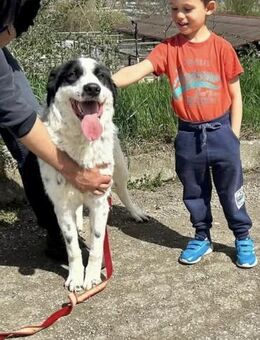 ‼️ JACKSON in 91580 Petersaurach 🆘‼️🆘 - München