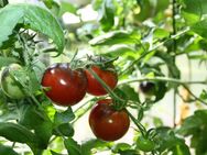 alte historische Tomatensamen zu verkaufen oder tauschen - Meerbeck