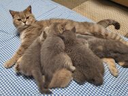 BHK kitten reservierung - Krefeld