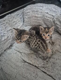 Katzenbabys - Syke Zentrum