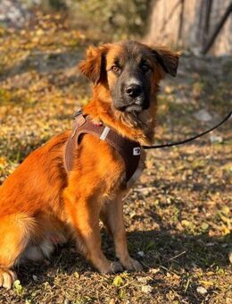 Yang sanfter Riese sucht ein Zuhause - Berlin