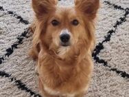 Kleine Lina möchte Einzelhund sein - Seggebruch