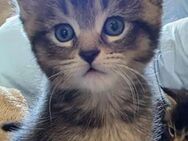 Maincoon xxl und Britischkurzhaar Kitten - Nalbach
