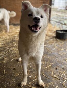 Snow Cone ist sensibel 🐾 - Elsdorf (Nordrhein-Westfalen)