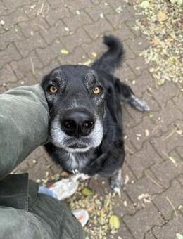 Hänsel - Ein All-Round-Traumpaket!!! - Freudenstadt