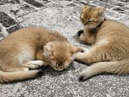 Reinrassige süße Kitten BKH in Farbe Black Golden Shell - Bergheim (Nordrhein-Westfalen)