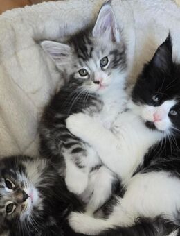XXL Maine Coon Kitten - Castrop-Rauxel Zentrum