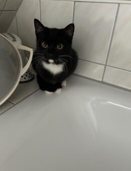 Kleiner Kater sucht neues Zuhause - Mirow