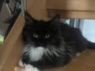 Reinrassige Mainecoon Kitten suchen neues zu Hause - Steinebach (Wied)