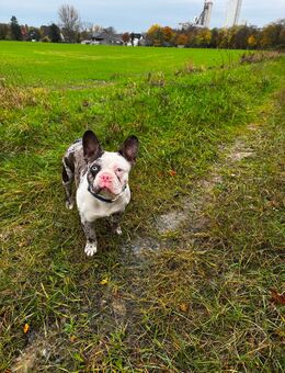 Bully Rüde sucht endplatz - Beckum Zentrum