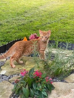 2 hübsche rote Kater 4 Monate - Pfarrkirchen Zentrum