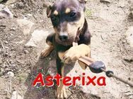 ASTERIXA ❤ sucht Zuhause/Pflegestelle - Langenhagen