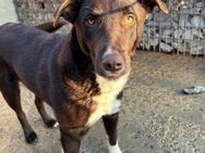 Fröhlicher Dobby sucht Familie - München