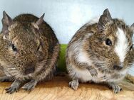 2 Degus in erfahrene Hände abzugeben - Rostock Lütten Klein