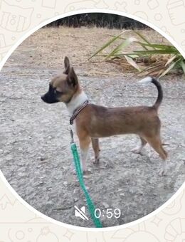 Chihuahua Hündin 1 Jahr - Mainz