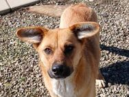 💖 Treue Stella sucht Liebe 💖NOTFALL - Eislingen (Fils)