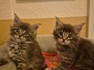 Maine Coon Mixkitten - Pirna
