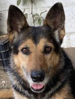 Flash, geb. ca. 09/2017, Griechenland - Euskirchen