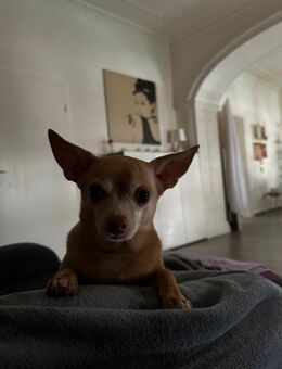 Chihuahua - Düsseldorf