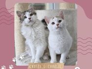 Katerchen Knuffi und Charlie warten - Lalendorf
