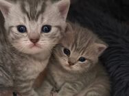 Britisch kurzhaar Kitten abzugeben - Glauchau