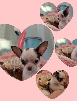 Chihuahua Mädchen mit Herznase - Waren (Müritz)