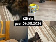 Maine-Coon Mix Kitten - Haarbach