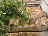 Zwerghamster Jungtiere weiblich - Altötting