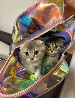BKH Kitten zu verkaufen - Setzingen