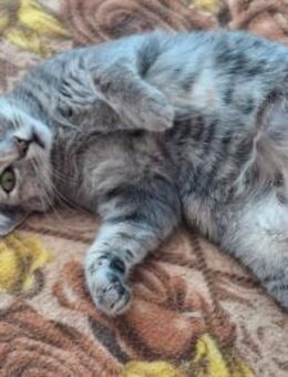 Katze MERLE auf der Suche nach Glück - Augsburg