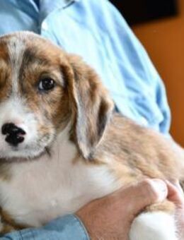 Liebenswerter Dino sucht Zuhause - Neuss