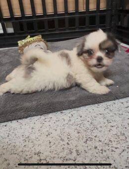 Maltipoo Welpen Rüden - Mechernich