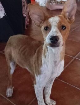 Cuca sucht geduldige Menschen - Donaueschingen