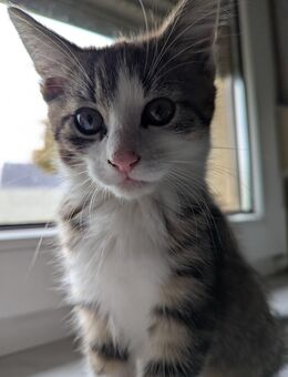 Maine Coon/EHK Mischling - Kindelbrück