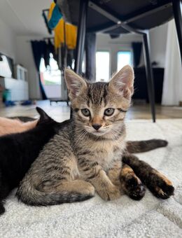 EKH/Bengal Mix kitten - Reichshof