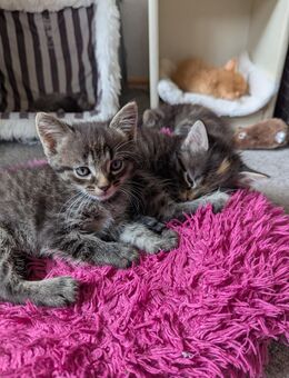 Katzen Babys - Kitten - Kaiserslautern