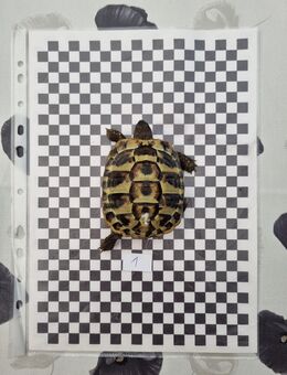 🐢 2 Griechische Landschildkröten mit Papieren abzugeben 🐢 - Herten