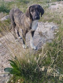 💖MAYIA - WO DARF SIE GLÜCKLICH WERDEN? - Alfeld (Leine)