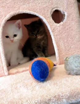 Britische Kurzhaarige Kitten - Kyritz