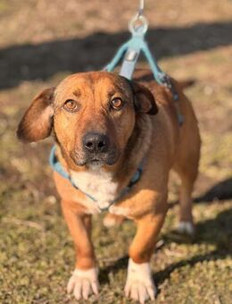Pancho - sein Leben war abgeschrieben - Berlin