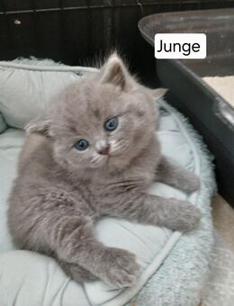 Reinrassig Bkh Kitten. - Wittlich
