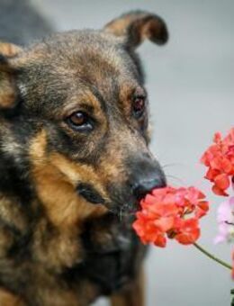 Whiskey❤️sucht Pflege- oder Endstelle - Rott (Inn)