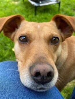 ❤️ Sanfte Holly sucht ruhiges Zuhause - Freilassing
