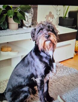 Rocky sucht ein neues Zuhause - Kitzscher
